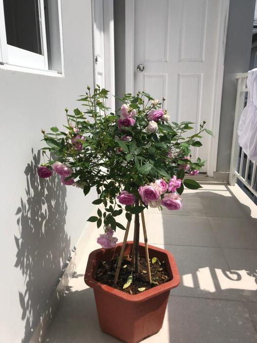 phuong hong guesthouse