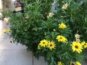 phuong hong guesthouse