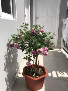 phuong hong guesthouse