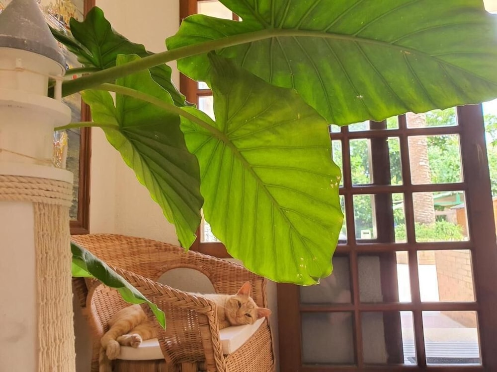 hotel riomar