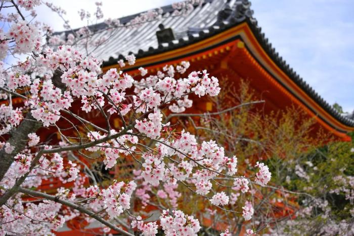 stay sakura kyoto gion north