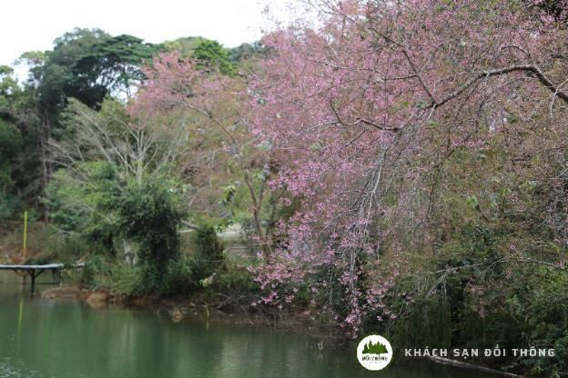 khach san doi thong