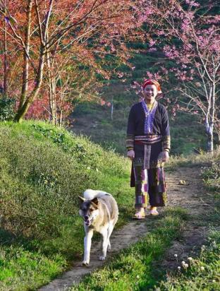 sapa dao homestay