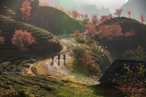 sapa dao homestay
