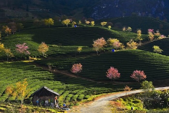 sapa dao homestay