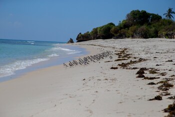 The Coconut Beach Boutique Lodge & Spa,Near Tiwi Beach,3.5 star