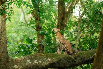 coorg wild walk cgh earth saha