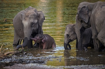 coorg wild walk cgh earth saha