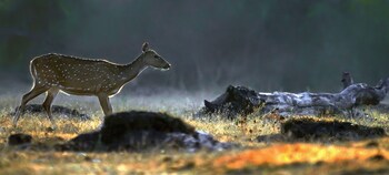 coorg wild walk cgh earth saha