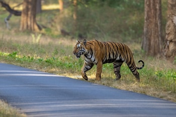 coorg wild walk cgh earth saha