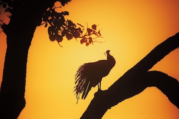 coorg wild walk cgh earth saha