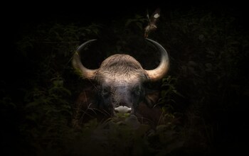 coorg wild walk cgh earth saha