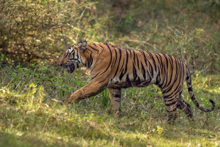 coorg wild walk cgh earth saha