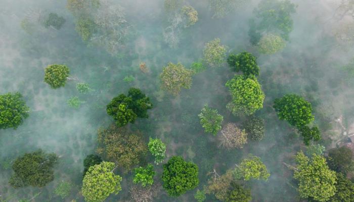 coorg wild walk cgh earth saha