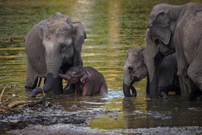 coorg wild walk cgh earth saha