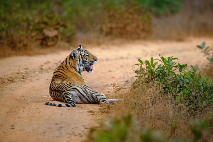 coorg wild walk cgh earth saha