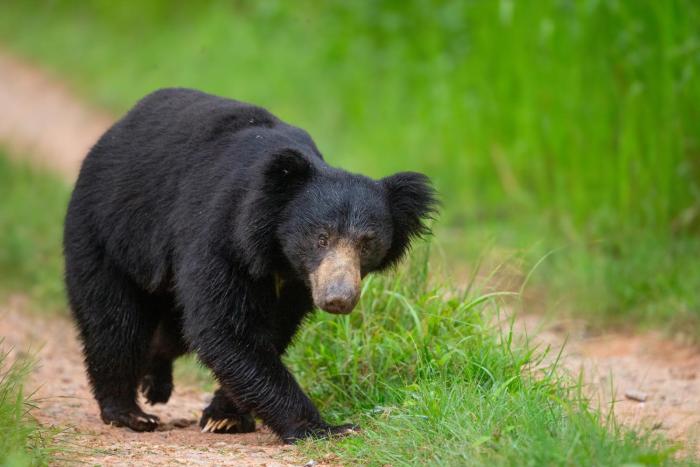 coorg wild walk cgh earth saha