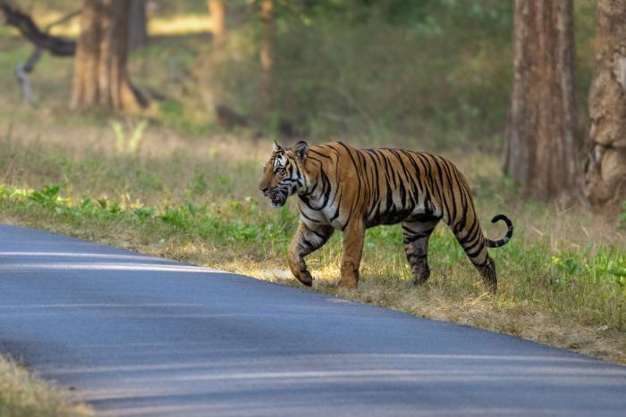 coorg wild walk cgh earth saha