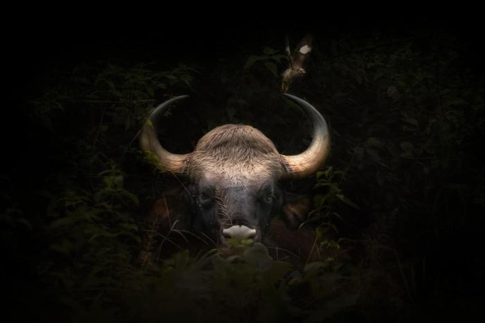 coorg wild walk cgh earth saha