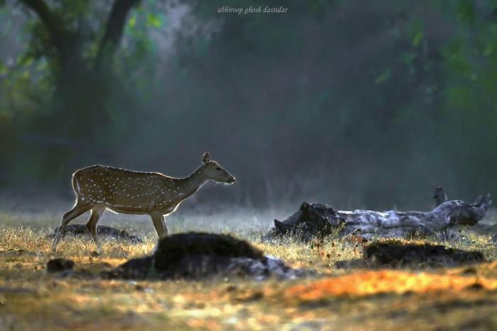 coorg wild walk cgh earth saha