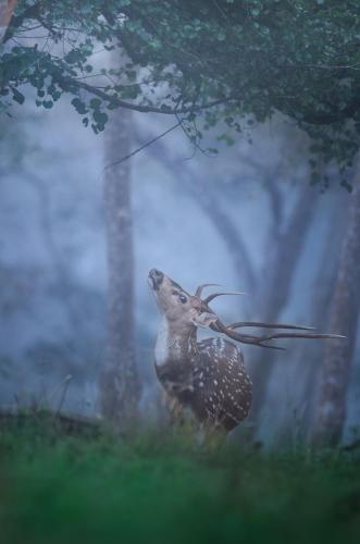 coorg wild walk cgh earth saha