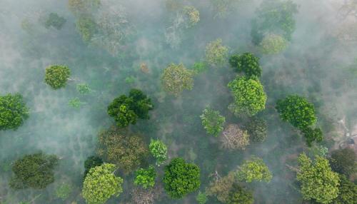 coorg wild walk cgh earth saha