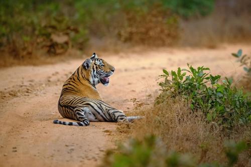 coorg wild walk cgh earth saha