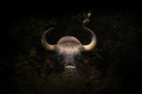 coorg wild walk cgh earth saha