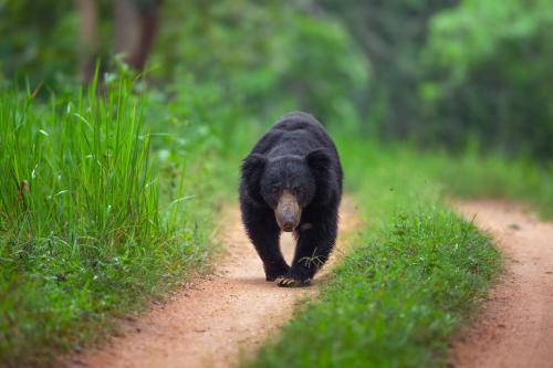 coorg wild walk cgh earth saha