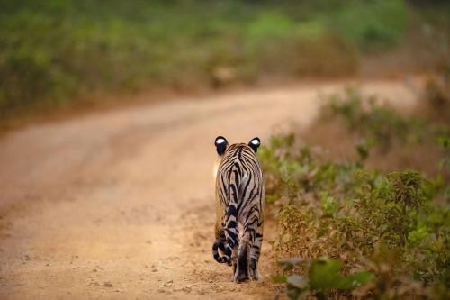 coorg wild walk cgh earth saha