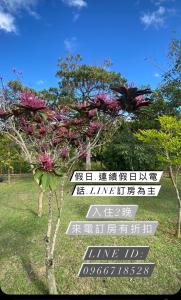 lins forest