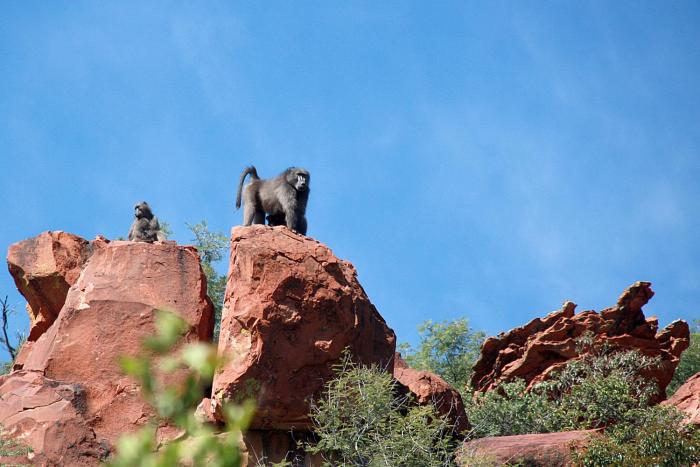 waterberg wilderness