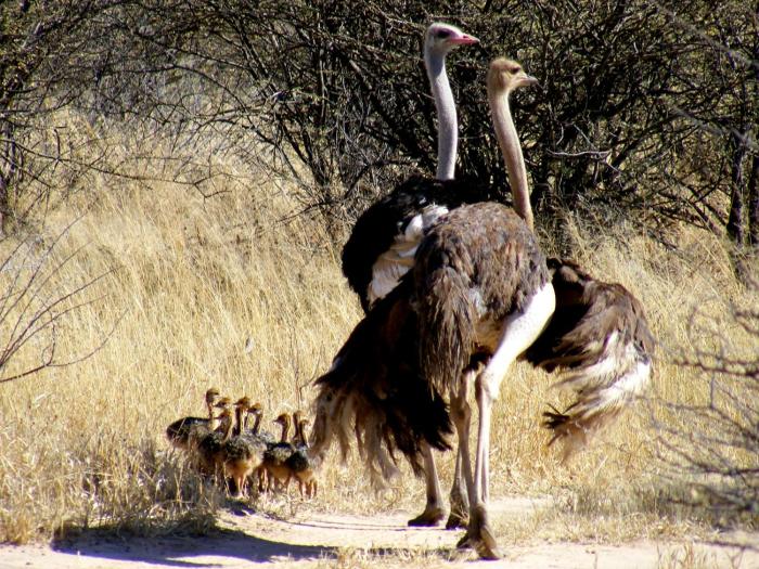 waterberg wilderness