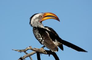 waterberg wilderness