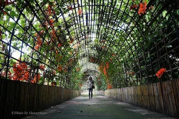 bamboo grove chiang mai