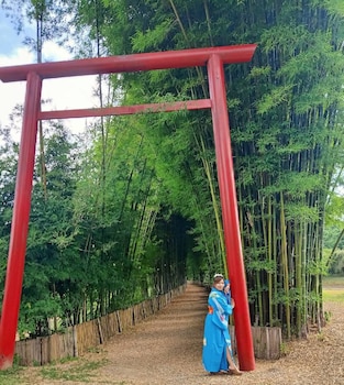 bamboo grove chiang mai
