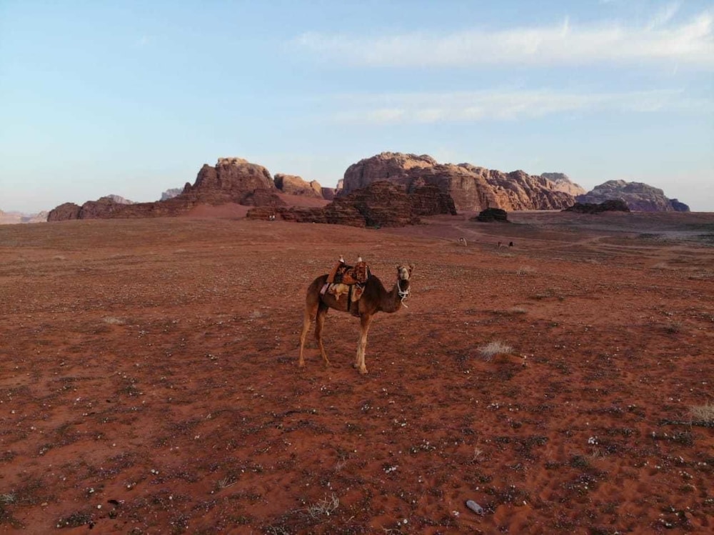 bedouin roads camp