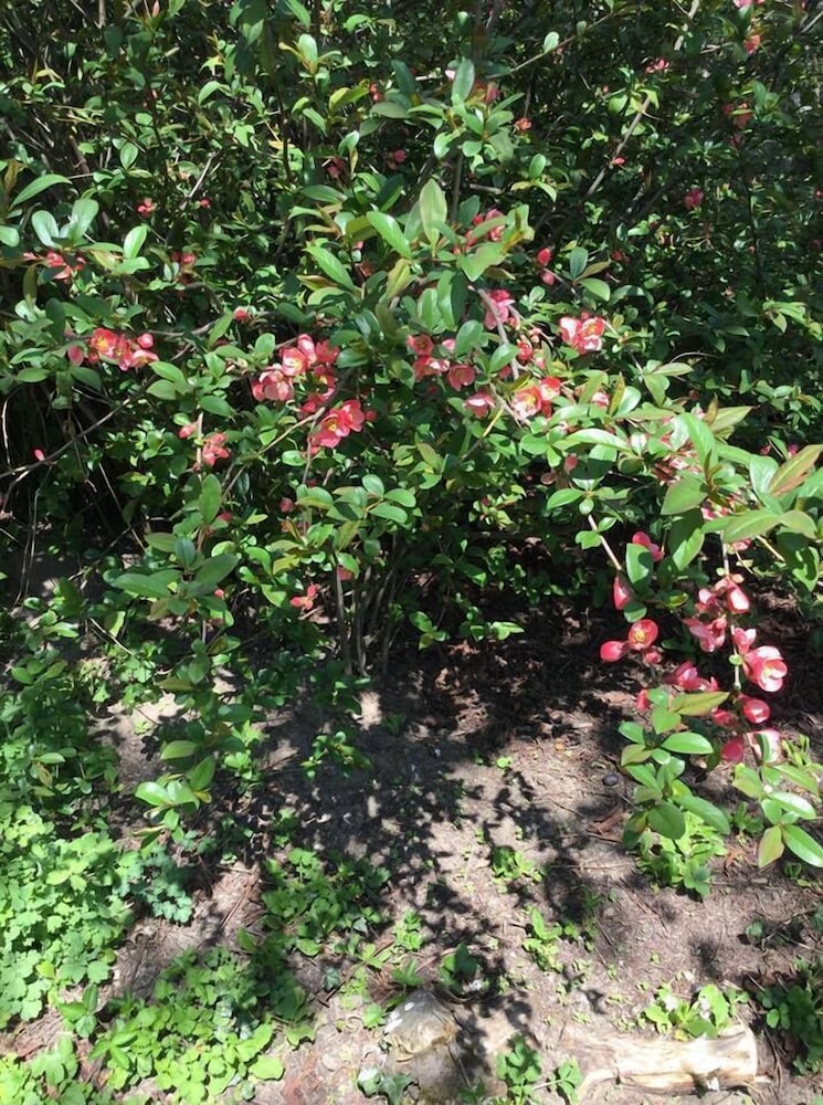 saint didier en velay