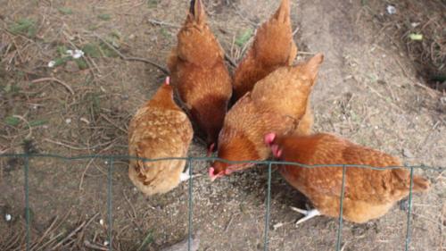 saint didier en velay