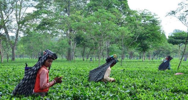 saraswatipur tea resort