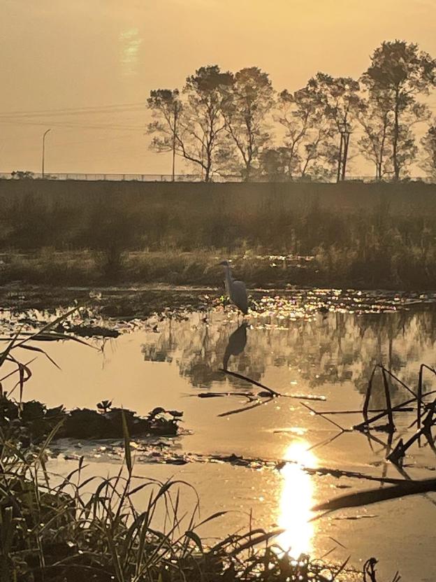 saraswatipur tea resort