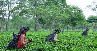 Saraswatipur Tea Resort,,2 star