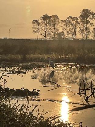 saraswatipur tea resort
