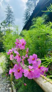 kasol