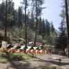 kasol
