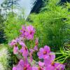 kasol
