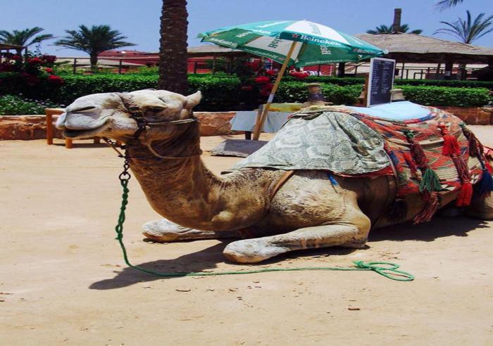 sharm el naga resort and diving center