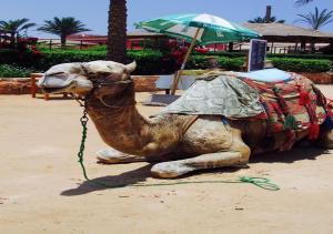 sharm el naga resort and diving center