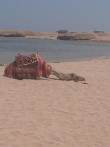 sharm el naga resort and diving center