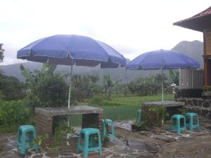 sembalunbumbung
